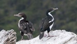 New Zealand king shag | Kawau pāteketeke. Immature on left with adult bird. Marlborough Sounds, January 2011. Image © Philip Griffin by Philip Griffin.