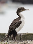 Otago shag | Matapo. Immature pied morph. Sumpter Wharf, Oamaru, February 2020. Image © Oscar Thomas by Oscar Thomas.