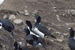 Otago shag | Matapo. Breeding adult (intermediate morph) at nest. Taiaroa Head, June 2020. Image © Oscar Thomas by Oscar Thomas.