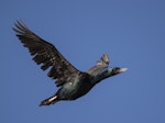Otago shag | Matapo. Bronze morph adult in flight. Taiaroa Head, Otago, June 2020. Image © Oscar Thomas by Oscar Thomas.