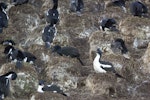 Otago shag | Matapo. Breeding colony. Taiaroa Head, Otago, June 2020. Image © Oscar Thomas by Oscar Thomas.