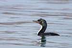 Otago shag | Matapo. Adult pied morph swimming. Otago Harbour, May 2022. Image © Oscar Thomas by Oscar Thomas.