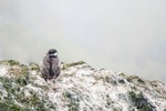 Macquarie Island shag. Adult roosting. Macquarie Island, December 2015. Image © Edin Whitehead by Edin Whitehead.
