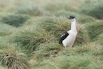 Macquarie Island shag. Adult. Macquarie Island, December 2015. Image © Edin Whitehead by Edin Whitehead.