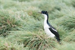 Macquarie Island shag. Adult. Macquarie Island, December 2015. Image © Edin Whitehead by Edin Whitehead.