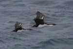 Macquarie Island shag. Immatures in flight. Macquarie Island, November 2011. Image © Detlef Davies by Detlef Davies.