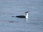 Macquarie Island shag. Adult on water. Macquarie Island, November 2011. Image © Detlef Davies by Detlef Davies.