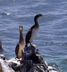 Spotted shag | Kawau tikitiki. Juvenile blue shags 'oliveri' subspecies. Ruapuke Island, December 2012. Image © Colin Miskelly by Colin Miskelly.