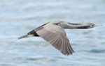 Spotted shag | Kawau tikitiki. Dorsal view of flying bird. Akaroa Harbour, December 2012. Image © Philip Griffin by Philip Griffin.