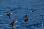 Spotted shag | Kawau tikitiki. Adults in flight. Otago Peninsula, November 2009. Image © Jenny Atkins by Jenny Atkins.