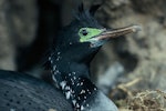 Pitt Island shag | Kawau o Rangihaute. Close view of adult head. Mangere Island, Chatham Islands, October 1973. Image © Department of Conservation (image ref: 10035641) by Rod Morris, Department of Conservation.