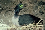 Pitt Island shag | Kawau o Rangihaute. Adult on nest showing facial skin. Little Mangere Island, Chatham Islands, September 1976. Image © Department of Conservation (image ref: 10035643) by Dick Veitch, Department of Conservation.