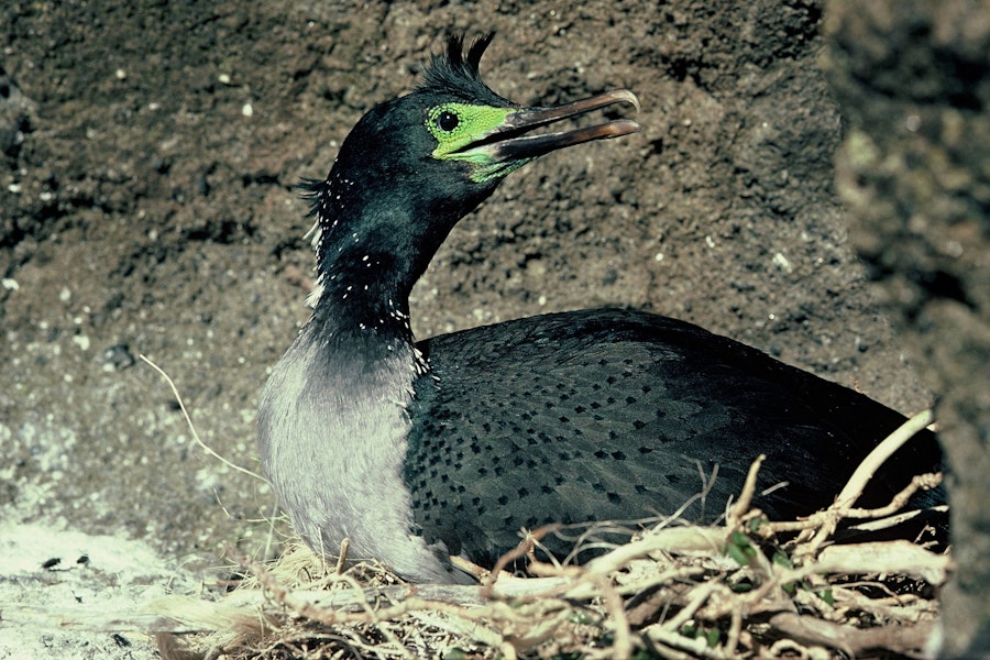 Pitt Island shag | Kawau o Rangihaute. Adult on nest showing facial skin. Little Mangere Island, Chatham Islands, September 1976. Image © Department of Conservation (image ref: 10035643) by Dick Veitch, Department of Conservation.