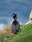 Pitt Island shag | Kawau o Rangihaute. Adult in breeding plumage showing back view. Rangatira Island, Chatham Islands, January 2002. Image © Department of Conservation (image ref: 10050876) by Helen Gummer, Department of Conservation.