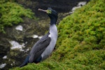 Pitt Island shag | Kawau o Rangihaute. Adult. Rangatira Island, September 2016. Image © Oscar Thomas by Oscar Thomas.