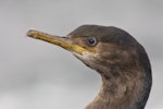 Pitt Island shag | Kawau o Rangihaute. Close-up of immature head. Rangatira Island, Chatham Islands, January 2011. Image © Art Polkanov by Art Polkanov.