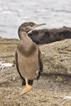 Pitt Island shag | Kawau o Rangihaute. Immature. Rangatira Island, Chatham Islands, January 2011. Image © Art Polkanov by Art Polkanov.