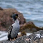 Pitt Island shag | Kawau o Rangihaute. Adult showing breeding crests. Manukau Point, Chatham Island, September 2020. Image © Denise Poyner by Denise Poyner.