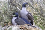 Pitt Island shag | Kawau o Rangihaute. Pair on nest. Point Munning, Chatham Islands, October 2012. Image © Mark Fraser by Mark Fraser.