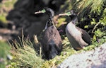 Pitt Island shag | Kawau o Rangihaute. Adults at nest site. Rangatira Island, Chatham Islands, December 1983. Image © Colin Miskelly by Colin Miskelly.