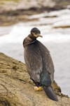 Pitt Island shag | Kawau o Rangihaute. Immature showing back. Rangatira Island, Chatham Islands, January 2011. Image © Art Polkanov by Art Polkanov.