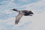 Pitt Island shag | Kawau o Rangihaute. Adult in flight. Matarakau Point, Chatham Islands, November 2011. Image © Mark Fraser by Mark Fraser.