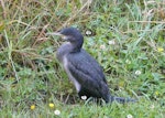 Pitt Island shag | Kawau o Rangihaute. Immature. Waitangi, Chatham Island, January 2011. Image © Alan Tennyson by Alan Tennyson.