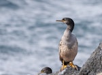 Pitt Island shag | Kawau o Rangihaute. Immature. Manukau Point, Chatham Island, September 2020. Image © Denise Poyner by Denise Poyner.