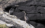 Pitt Island shag | Kawau o Rangihaute. Juveniles. Rangatira Island, Chatham Islands, December 1983. Image © Colin Miskelly by Colin Miskelly.