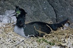 Pitt Island shag | Kawau o Rangihaute. Adult on nest. Star Keys, Chatham Islands, August 1968. Image © Department of Conservation (image ref: 10038251) by John Kendrick, Department of Conservation.