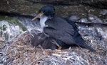 Pitt Island shag | Kawau o Rangihaute. Adult brooding chick. Chatham Islands (Western Reef), December 2000. Image © Terry Greene by Terry Greene.