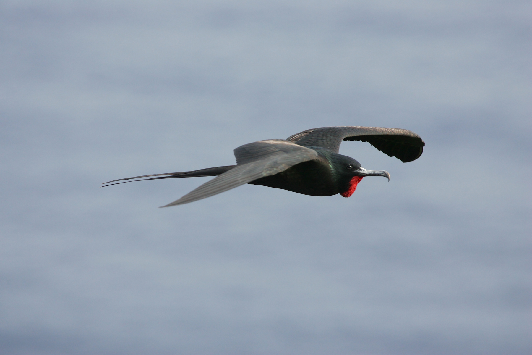 Great frigatebird | New Zealand Birds Online