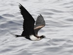 Great frigatebird. Immature female in flight. Meyer Islands (Kermadecs), March 2021. Image © Scott Brooks (ourspot) by Scott Brooks.
