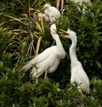 Kōtuku | White heron. Adult feeding large chick. Waitangiroto River, South Westland, November 2013. Image © Rebecca Bowater FPSNZ by Rebecca Bowater.