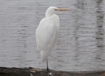 Kōtuku | White heron. Adult resting. Waikuku Beach, August 2011. Image © Philip Griffin by Philip Griffin.