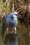 White-faced heron | Matuku moana. Adult swallowing a crab. Foxton Beach, April 2017. Image © Imogen Warren by Imogen Warren.