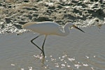 Little egret. Adult hunting for fish in water. Cairns, August 2010. Image © Andrew Thomas by Andrew Thomas.