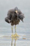 Reef heron | Matuku moana. Adult shaking water from feathers. Kaikoura, December 2011. Image © Craig McKenzie by Craig McKenzie.