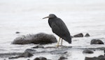 Reef heron | Matuku moana. Adult. Whatipu Regional Park, June 2011. Image © Philip Griffin by Philip Griffin.