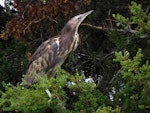 Australasian bittern | Matuku-hūrepo. Adult roosting in totara. Ngunguru wetland, February 2019. Image © Scott Brooks (ourspot) by Scott Brooks.