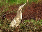 Australasian bittern | Matuku-hūrepo. Adult. Tutukaka, July 2018. Image © Helen Arthurs (ourspot) by Helen Arthurs.