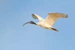 White ibis. Adult in flight showing bare skin patch on underwing. Hervey Bay, Queensland, Australia, September 2010. Image © Tony Whitehead by Tony Whitehead.