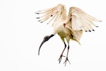 White ibis. Adult about to land from flight. Arundel, Queensland, January 2017. Image © Adam Higgins 2017 birdlifephotography.org.au by Adam Higgins.