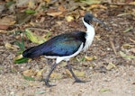 Straw-necked ibis. Adult. Cairns, Queensland, Australia, July 2015. Image © John Fennell by John Fennell.