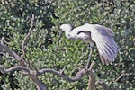 Royal spoonbill | Kōtuku ngutupapa. Immature stretching its wing. Haumoana Lagoon, April 2012. Image © Dick Porter by Dick Porter.
