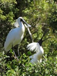 Royal spoonbill | Kōtuku ngutupapa. Adults in breeding plumage displaying. Whataroa white heron colony, October 2016. Image © Scott Brooks (ourspot) by Scott Brooks.
