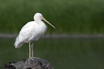 Yellow-billed spoonbill. Adult. Laratinga Wetlands, South Australia, November 2014. Image © Craig Greer by Craig Greer.