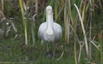 Yellow-billed spoonbill. Front view of adult wading in swamp. Herdsman Lake, Perth, Western Australia, October 2013. Image © Philip Griffin by Philip Griffin.