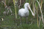 Yellow-billed spoonbill. Adult wading in swamp. Herdsman Lake, Perth, Western Australia, October 2013. Image © Philip Griffin by Philip Griffin.