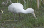 Yellow-billed spoonbill. Adult with bill submerged in swamp. Herdsman Lake, Perth, Western Australia, October 2013. Image © Philip Griffin by Philip Griffin.